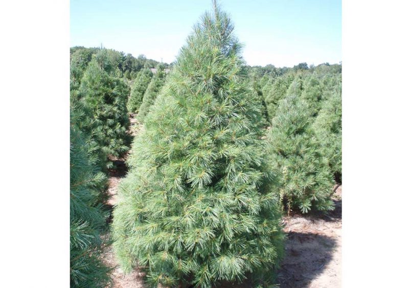 Buy Christmas Tree Online