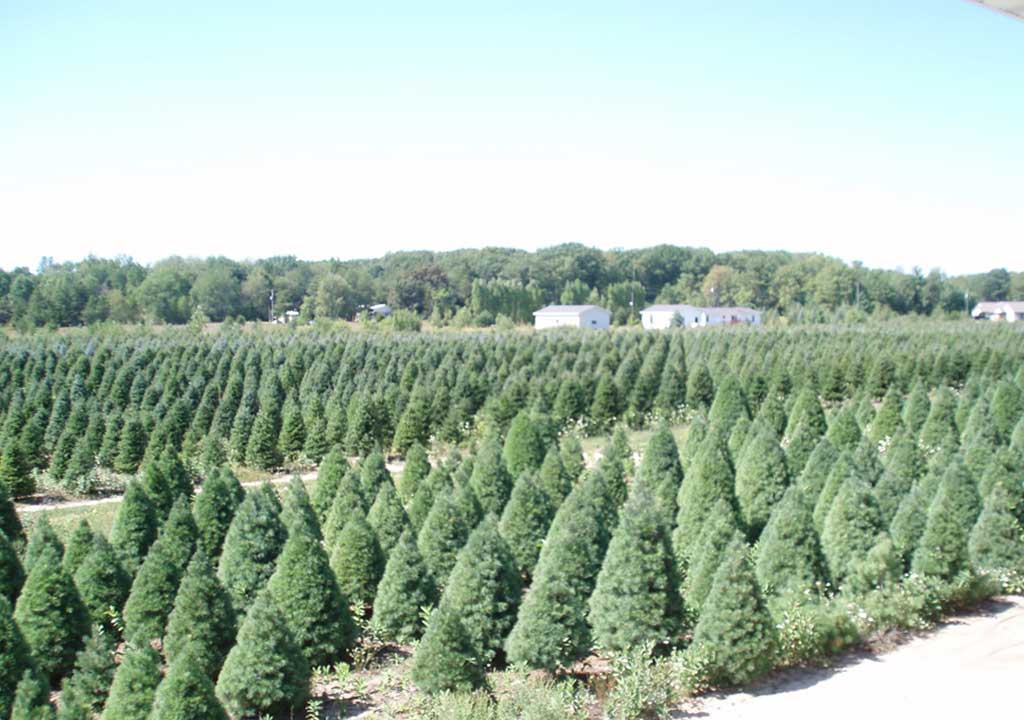 White Pine Christmas Tree Slideshow