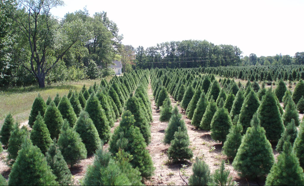 Browns Tree Farm Our History