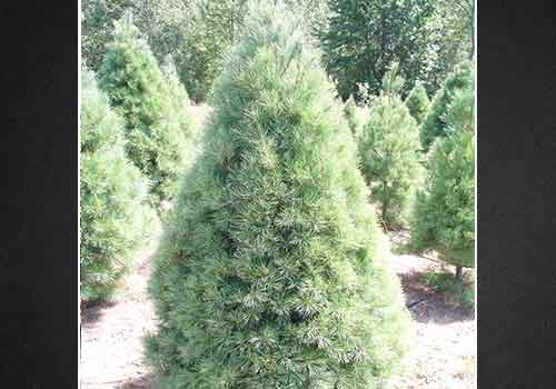 Buy White Pine Christmas Tree Online