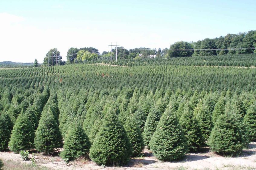 Buy Christmas Trees Online - Order 