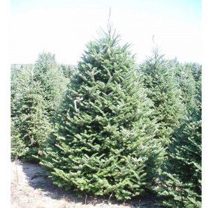 Fraser Fir Christmas Tree Pictures