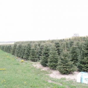 Fraser Fir Christmas Tree Pictures