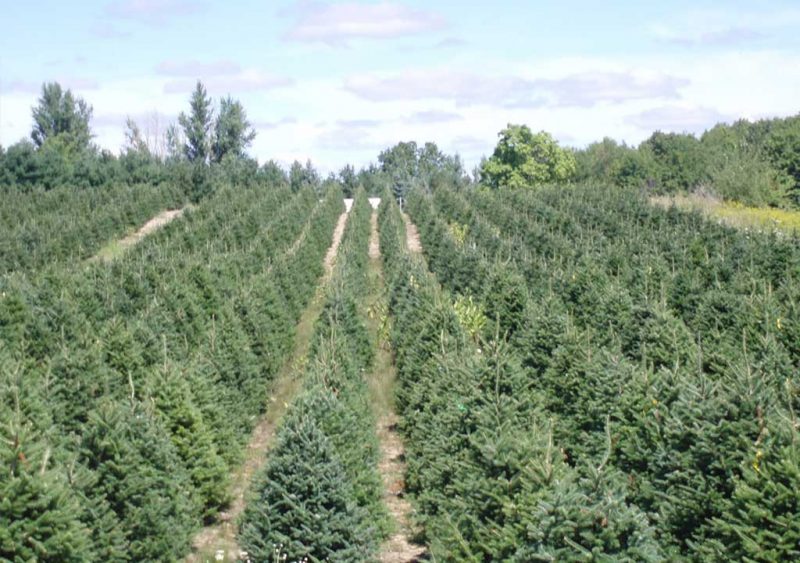 Receiving Your Tree - A Tree To Your Door