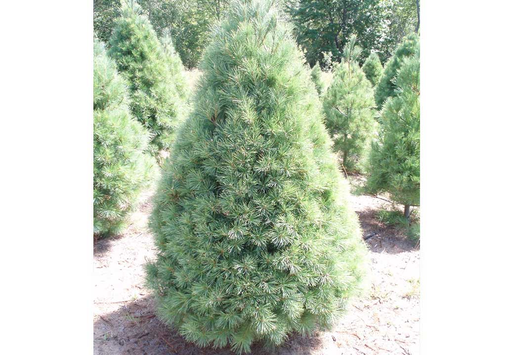 White Pine Christmas Tree Slideshow