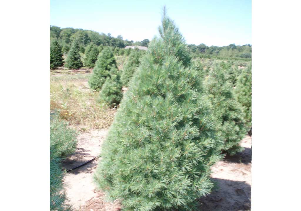 White Pine Christmas Tree Slideshow