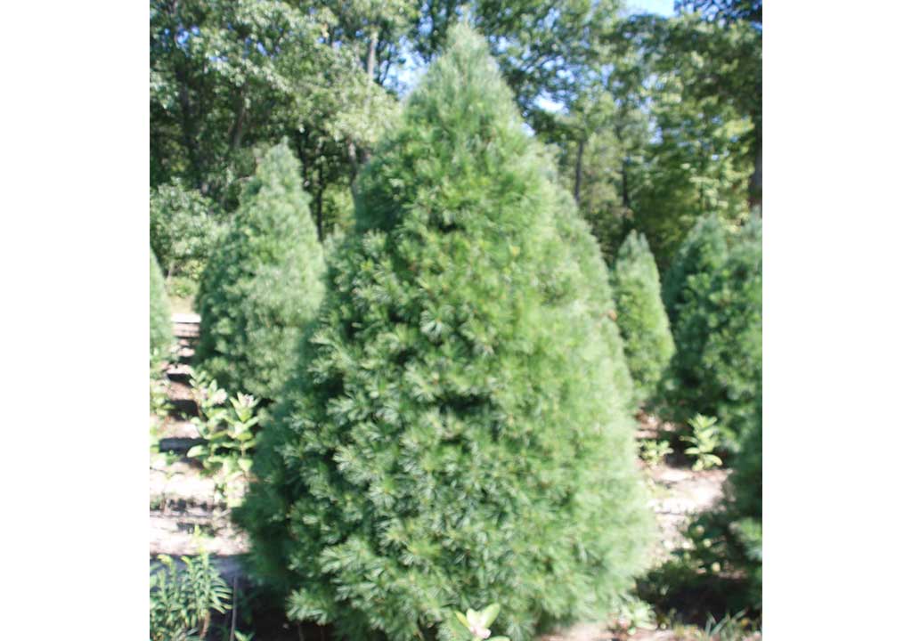 White Pine Christmas Tree Slideshow