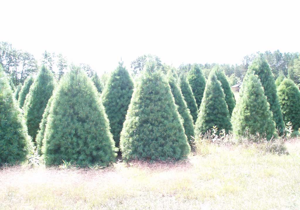 White Pine Christmas Tree Slideshow