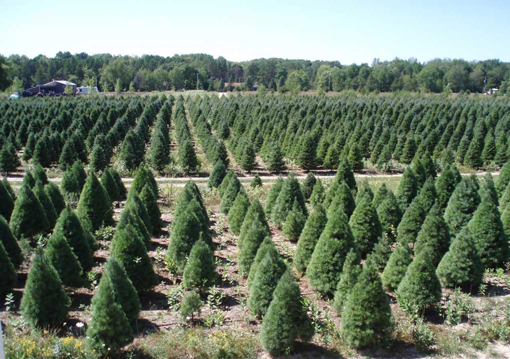 White Pine Christmas Tree Slideshow