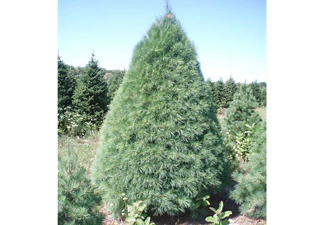 White Pine Christmas Tree Slideshow