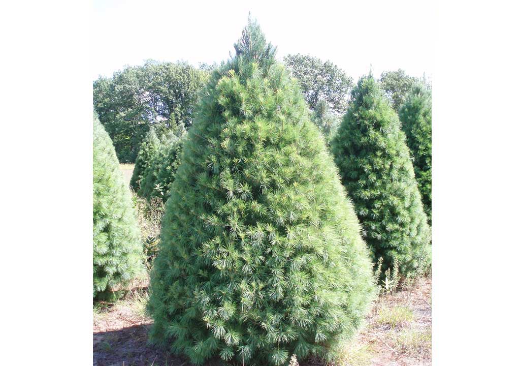 White Pine Christmas Tree Slideshow