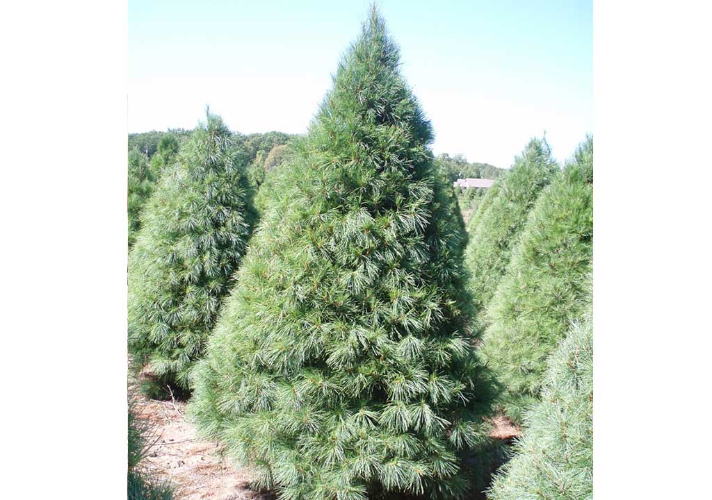 White Pine Christmas Tree Slideshow