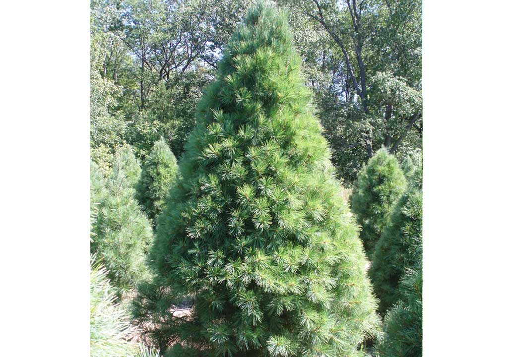 White Pine Christmas Tree Slideshow