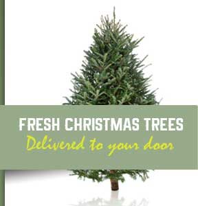 How To Order A Christmas Tree Online