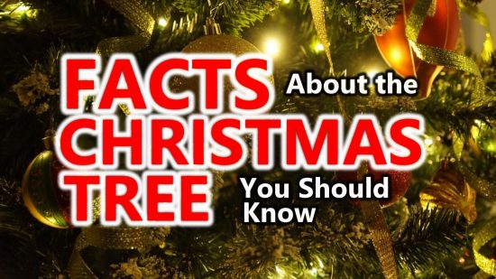 fake-christmas-tree-facts